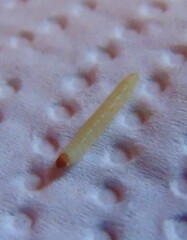 Plodia interpunctella