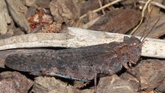 Trimerotropis verruculata