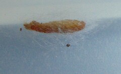 Plodia interpunctella