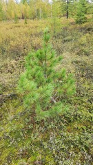 Pinus sibirica