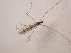 Rhipidia maculata