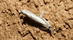Fissicrambus mutabilis