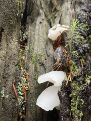 Pseudohydnum gelatinosum