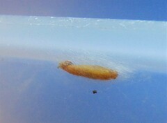 Plodia interpunctella