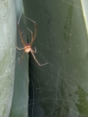 Latrodectus hesperus