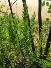 Solidago gigantea