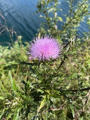 Cirsium discolor