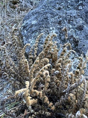 Myriopteris gracillima