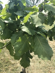Quercus bicolor