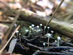 Strobilurus conigenoides