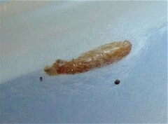 Plodia interpunctella