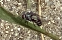 Gymnoclytia