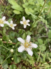 Parnassia fimbriata