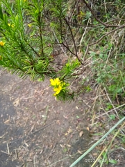 Hypericum juniperinum