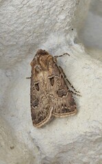 Agrotis bigramma