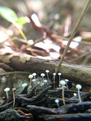 Strobilurus conigenoides