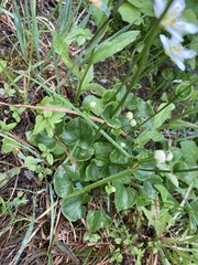 Parnassia fimbriata