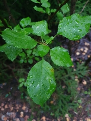 Malus sylvestris