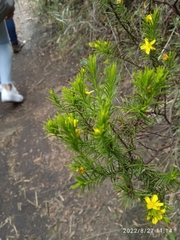 Hypericum juniperinum