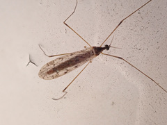 Rhipidia maculata