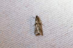 Acrobasis romanella