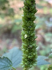 Agastache nepetoides