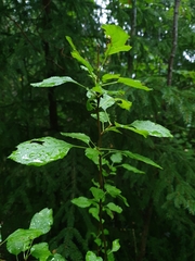 Malus sylvestris