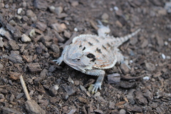 Phrynosoma orbiculare