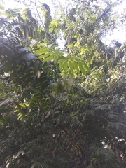 Gonopterodendron arboreum