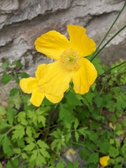 Papaver croceum