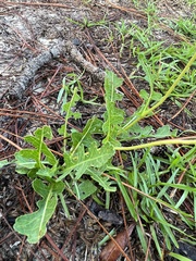 Berlandiera subacaulis