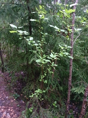Malus sylvestris