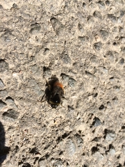 Bombus lapidarius
