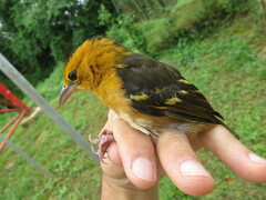 Ploceus sanctithomae