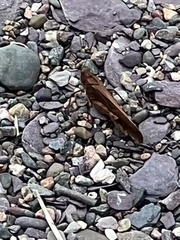 Dissosteira carolina