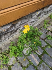 Papaver croceum
