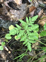 Sceptridium dissectum