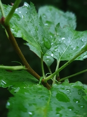 Malus sylvestris