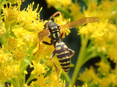 Polistes dominula
