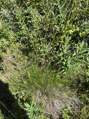 Festuca altaica