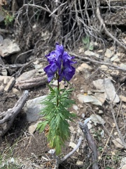 Aconitum nasutum