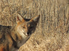 Lycalopex gymnocercus