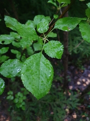 Malus sylvestris