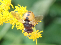Gymnosoma rotundatum