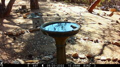 Baeolophus inornatus