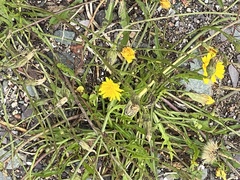 Scorzoneroides autumnalis