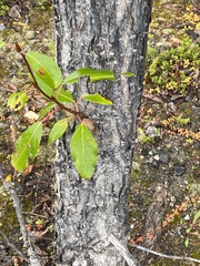 Populus balsamifera