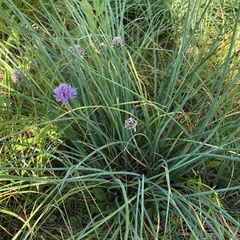 Allium schoenoprasum
