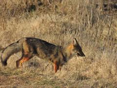 Lycalopex gymnocercus