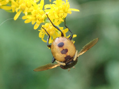 Gymnosoma rotundatum